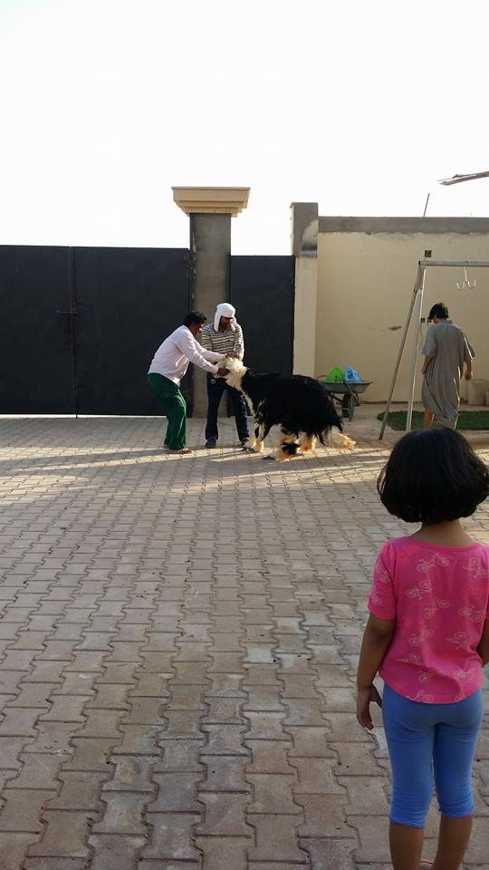 It's so normalized here, even the children watch it.