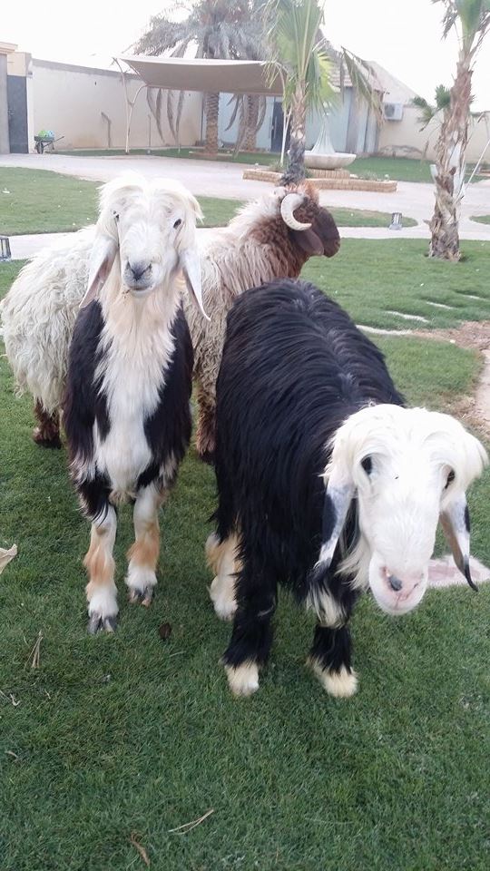 They enjoyed shaking their butts when they walked. How could I not fall in love with them? 