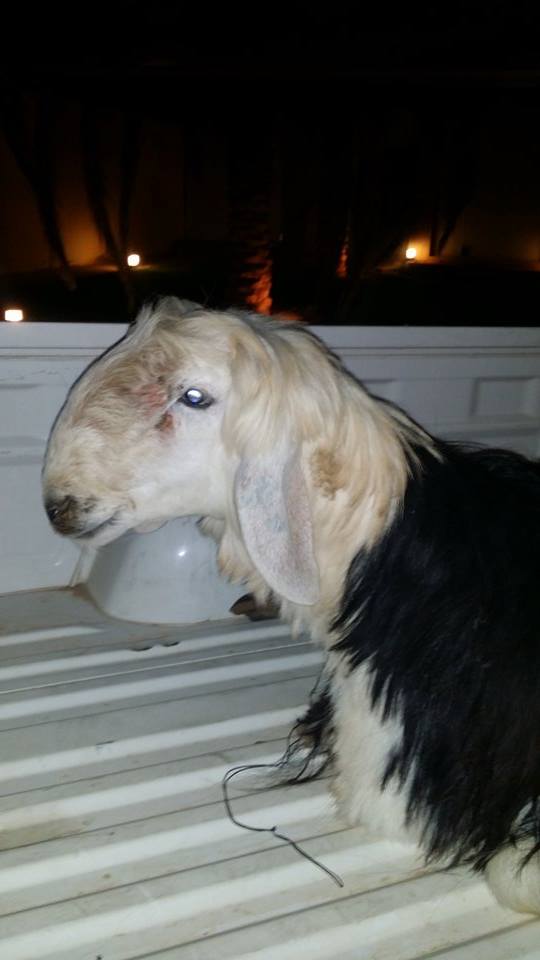 From a distance he kind of looked like a dog tbh...