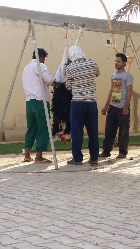 12049015_10153635981944486_1818834538_n